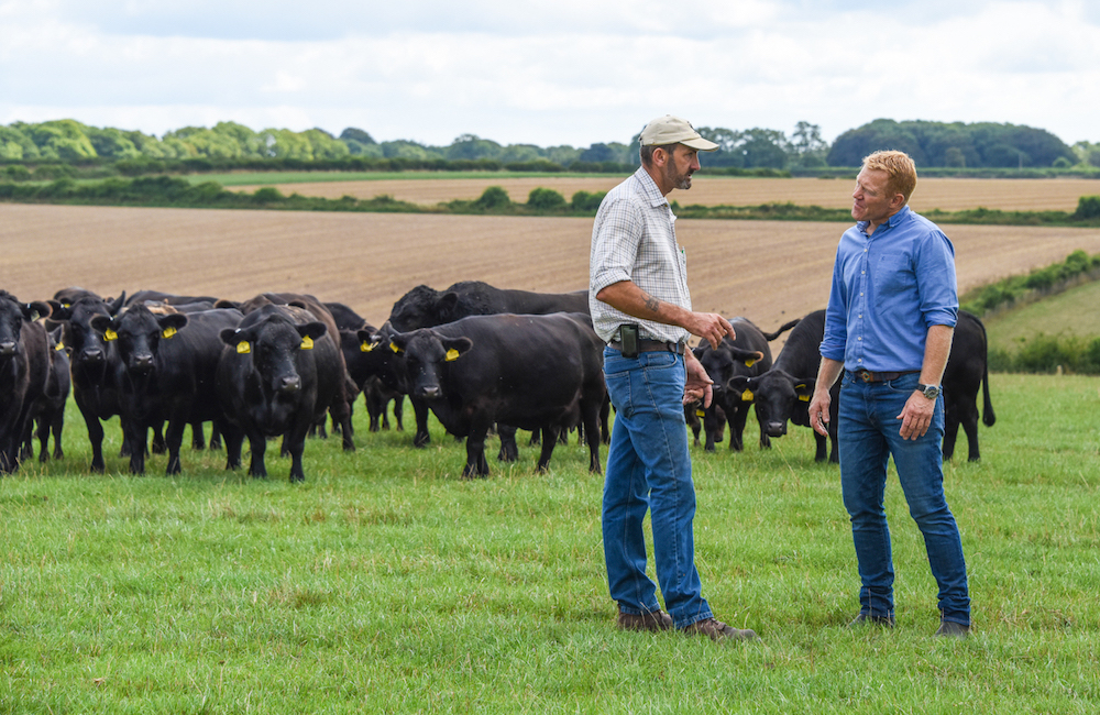 Image for Launching Lowline cattle to British farmers