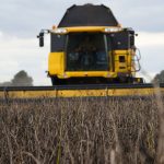 PGRO bean harvest