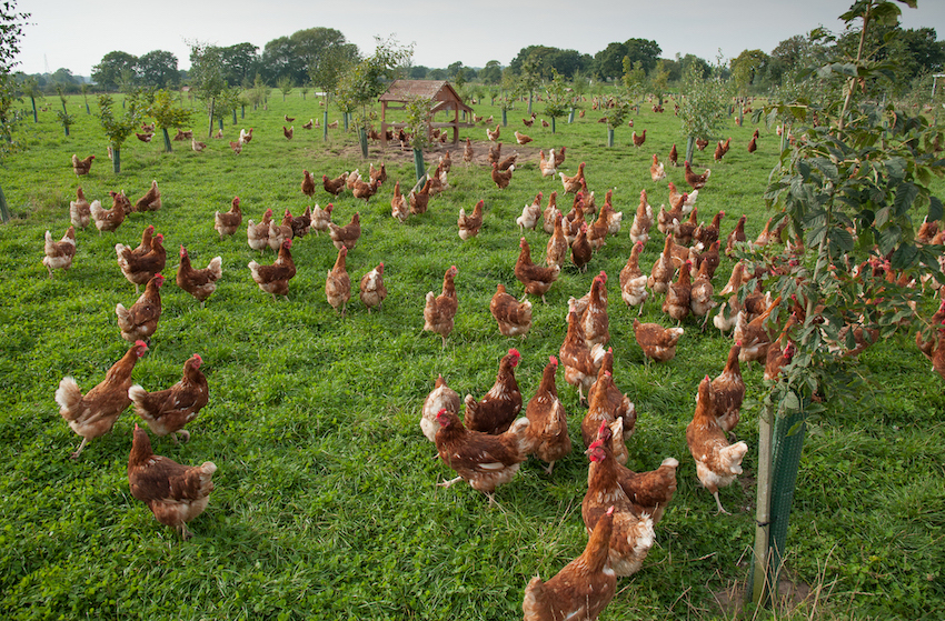 A Flock of Free Range Birds