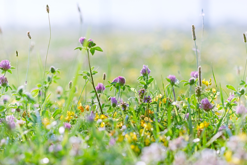 Flowering clover - red clover