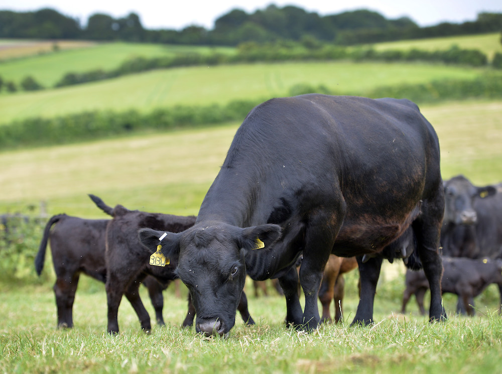 Australian Lowline Wessex Cattle in the fields at the Dorset farm