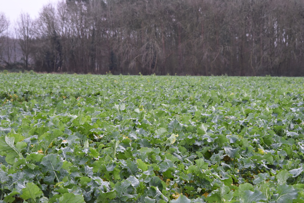 Oilseed rape.