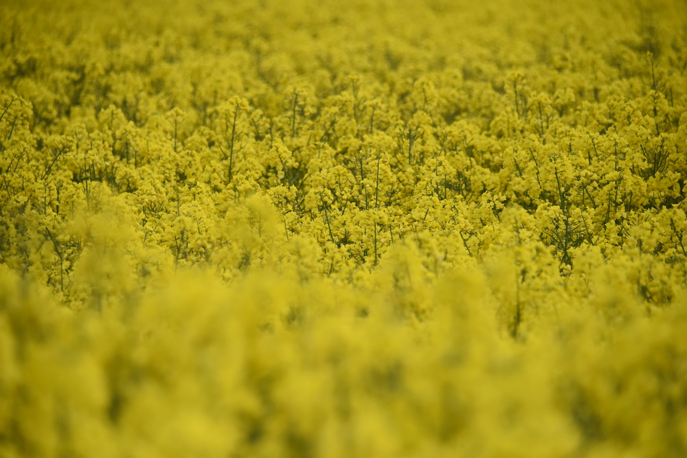 Oilseed rape