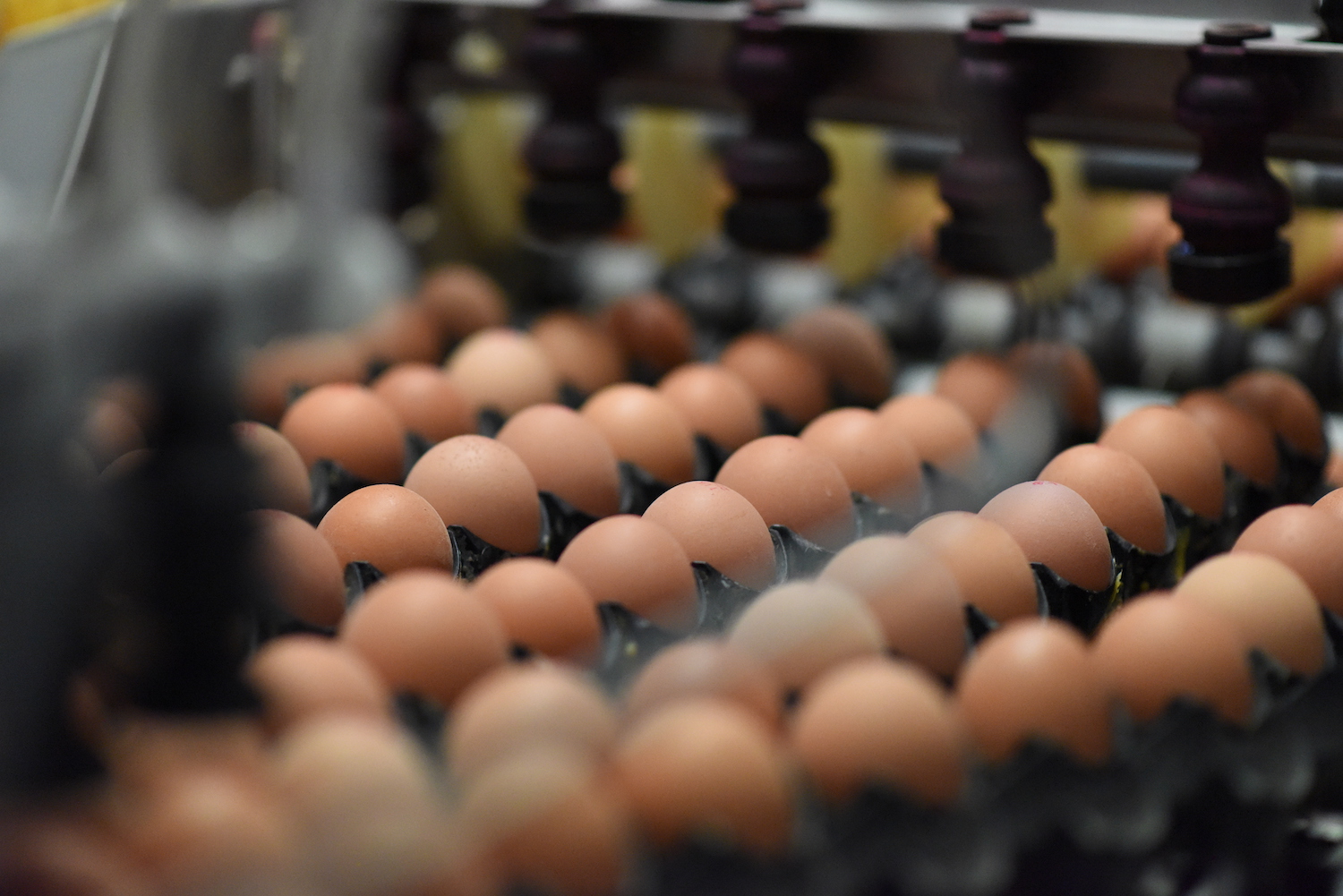 Eggs being packed