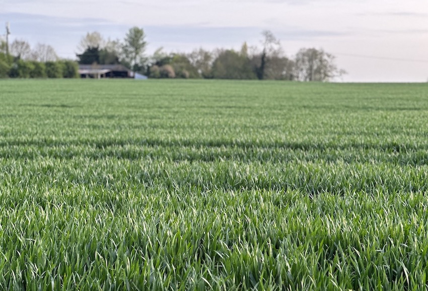 Wheat growing in wet and warm conditions in May 2023