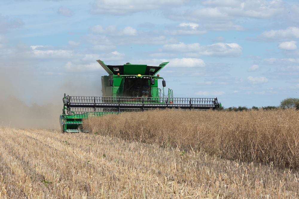 Oilseed rape being harvested