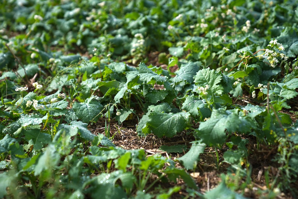 OSR with buckwheat companion crop