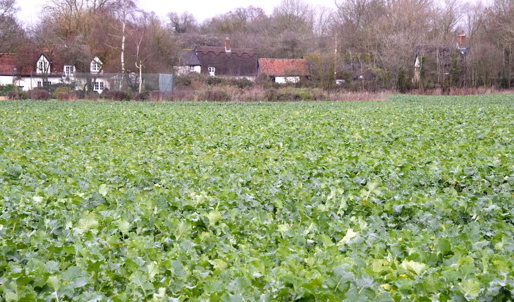 Oilseed rape crop