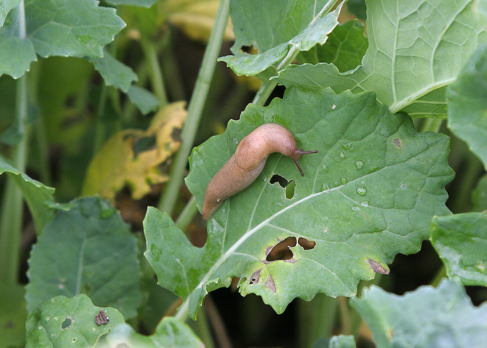 grey field slug on Oilseed rape plant