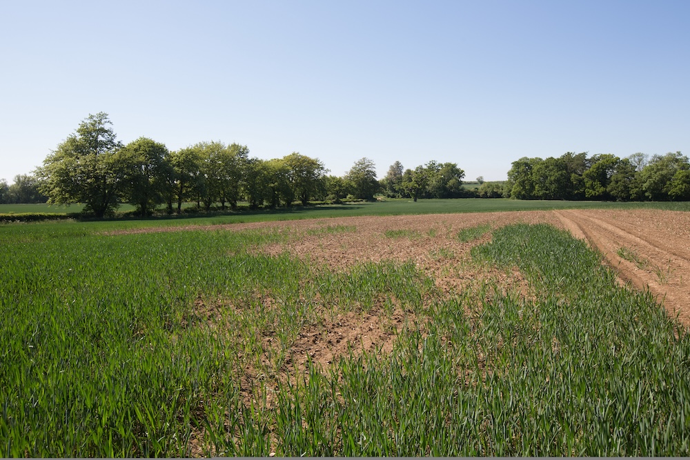 Slug damaged field of winter wheat