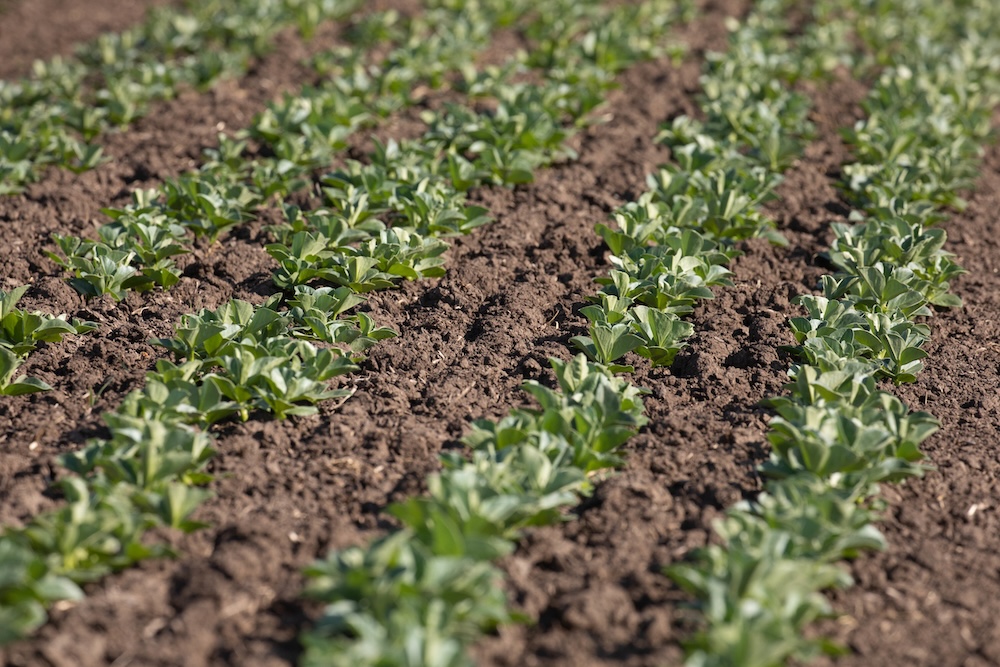 growing pulses