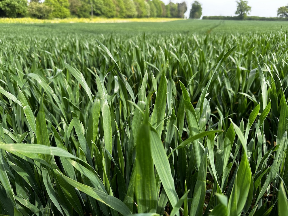 Septoria flag leaf sprays